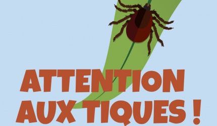 Tiques