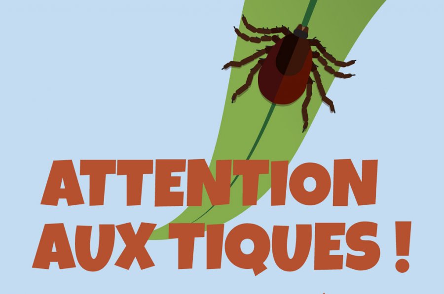 Tiques