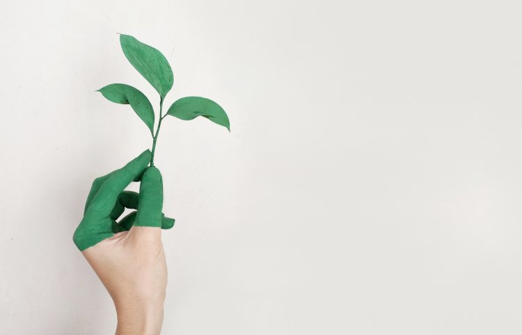 person-s-left-hand-holding-green-leaf-plant-886521 person-s-left-hand-holding-green-leaf-plant-886521