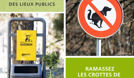 Crottes chiens